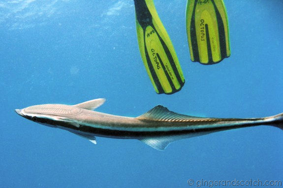remora remora
