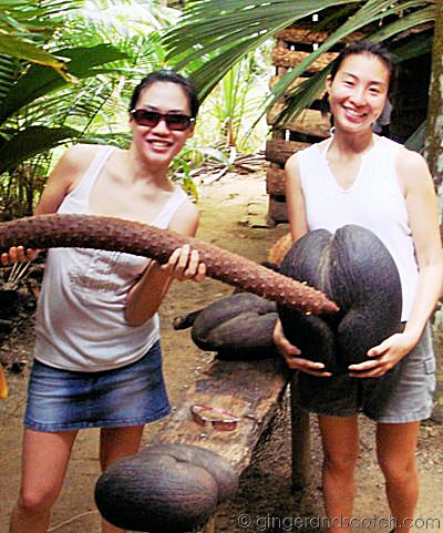 Coco de Mer Coco de Mer