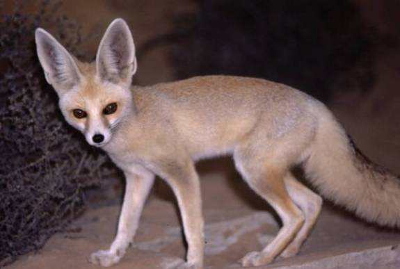 fox fox