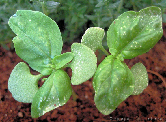 garden-basil garden-basil