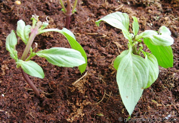 garden-basil-thai