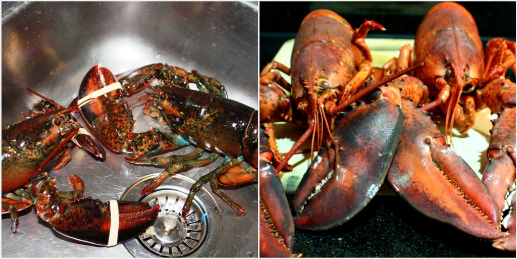 Lobsters Lobsters
