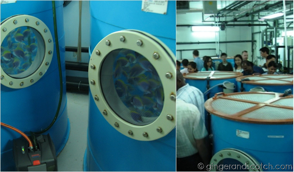 Holding tanks for new fish Holding tanks for new fish