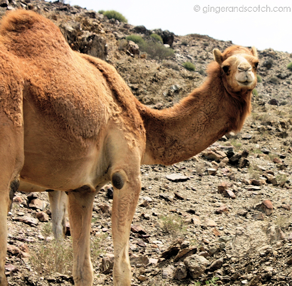 Camel Camel