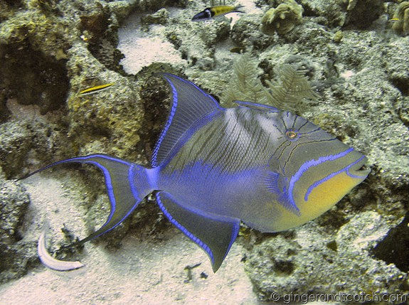 Queen Trigger fish Queen Trigger fish