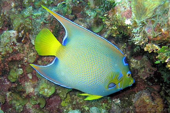 Queen Angelfish Queen Angelfish