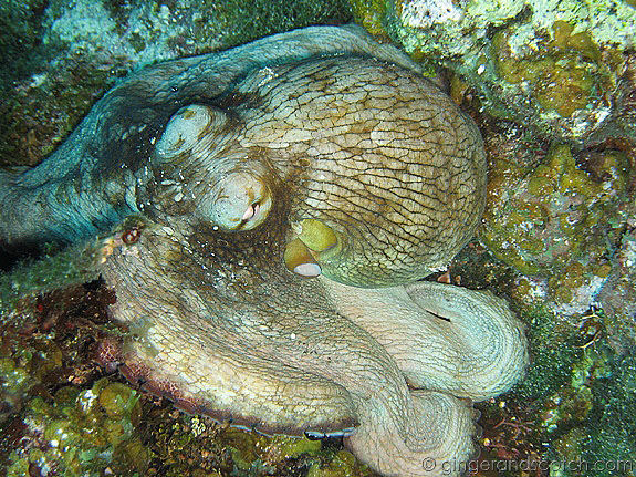 Octopus Octopus