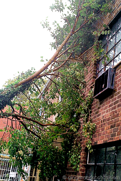 Tree Down in Queens Tree Down in Queens
