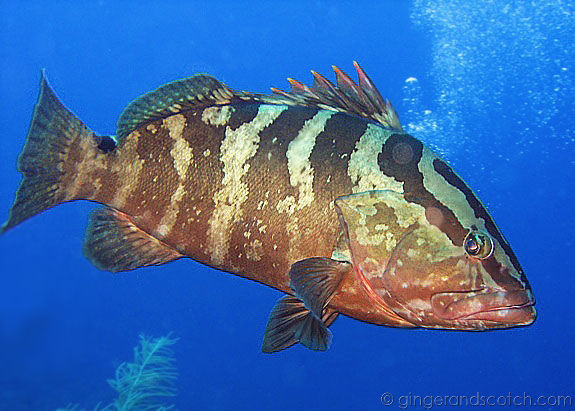 Grouper Grouper