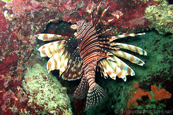 Lionfish Lionfish