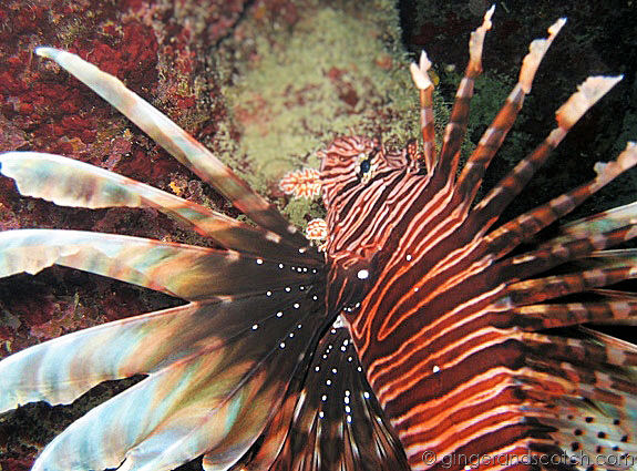 lionfish lionfish
