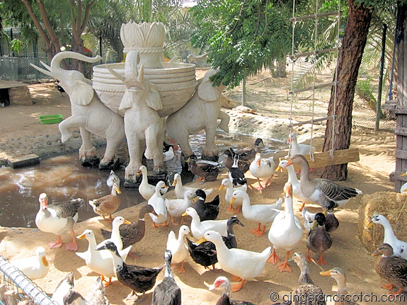 Ducks and Geese