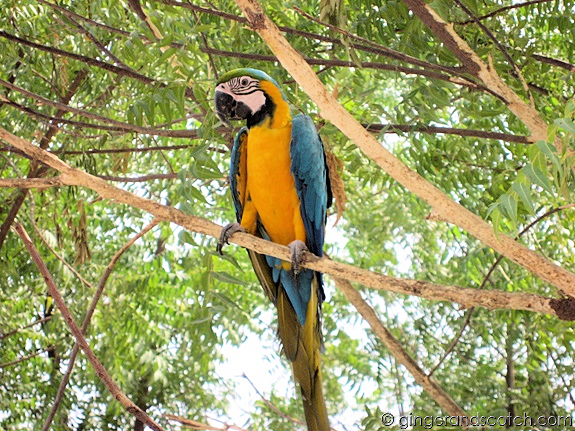 Parrot