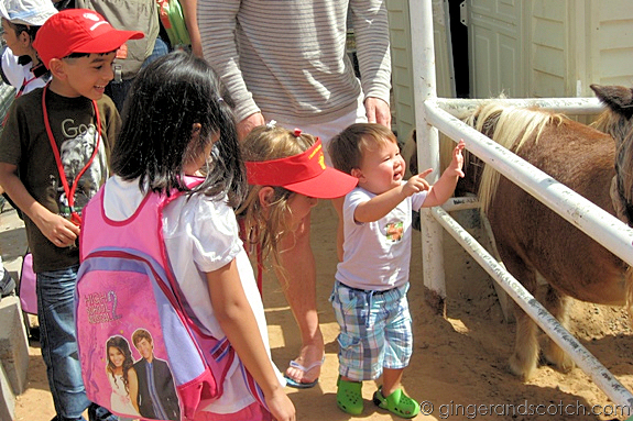 Petting the horses