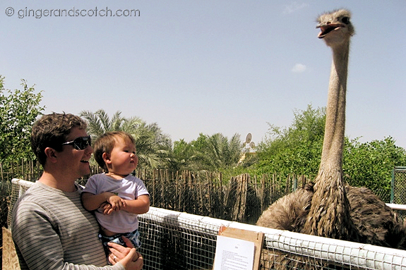 Big emu