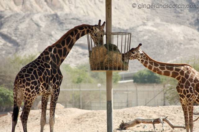 Al Ain Zoo - giraffes Al Ain Zoo - giraffes