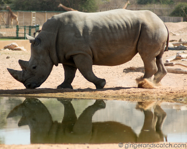 Al Ain Zoo - rhino Al Ain Zoo - rhino