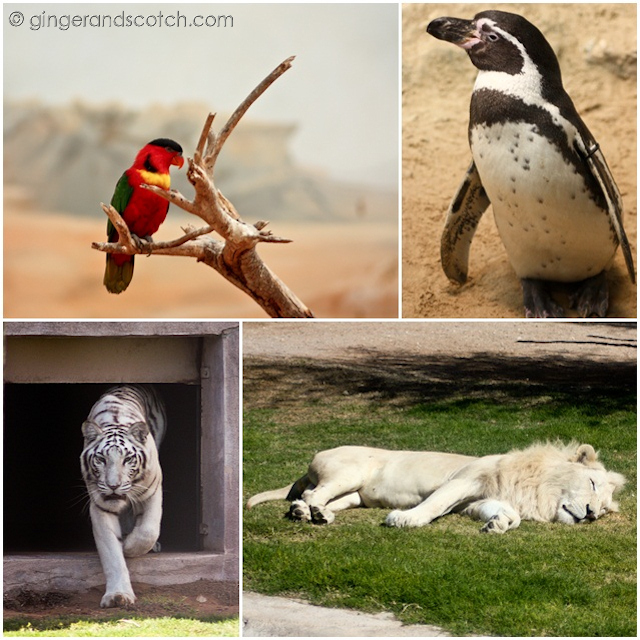 Al Ain Zoo - animals Al Ain Zoo - animals