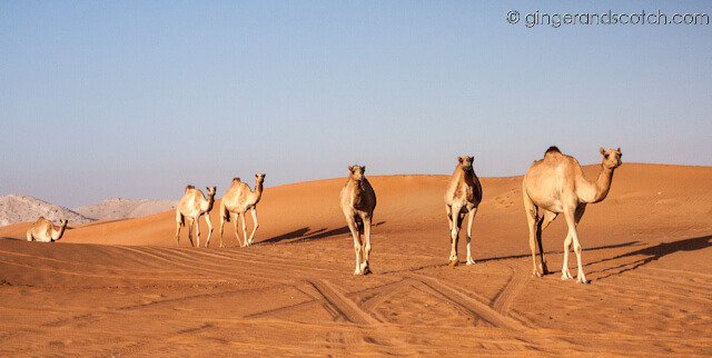 camping camels