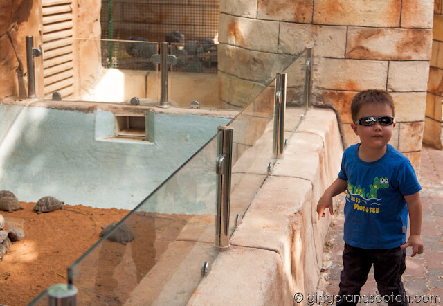 turtle exhibit