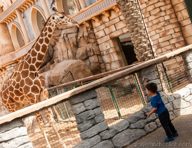 Giraffe Exhibit