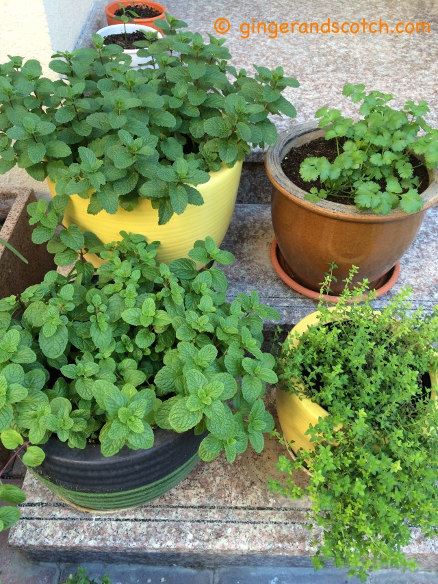 Garden Herbs