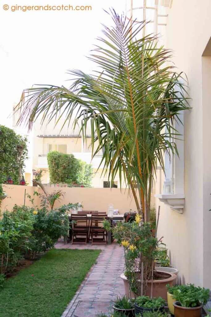 Coconut Palm in pot