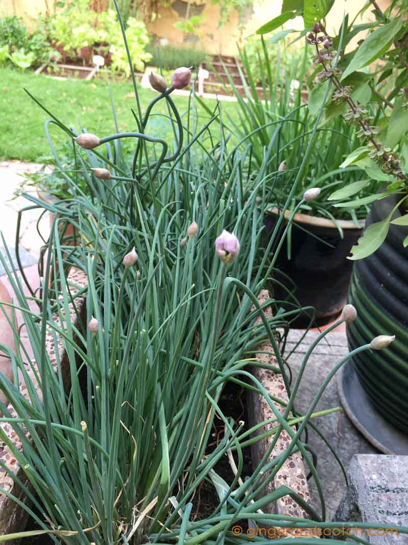 Onion Chives