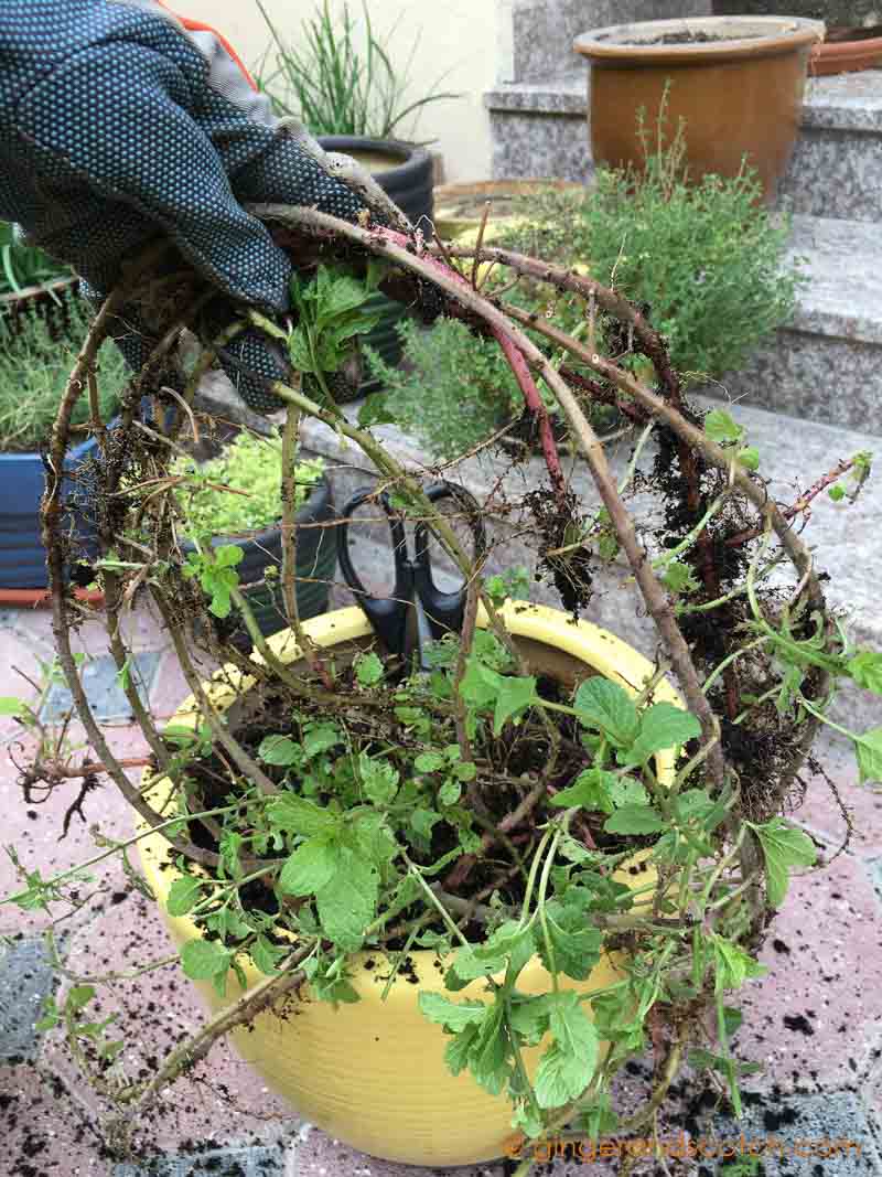 Mint Roots