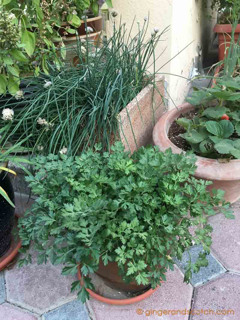 Parsley